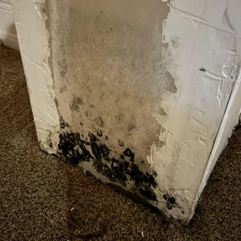 Professional Mold Removal in Rancho Cucamonga, CA